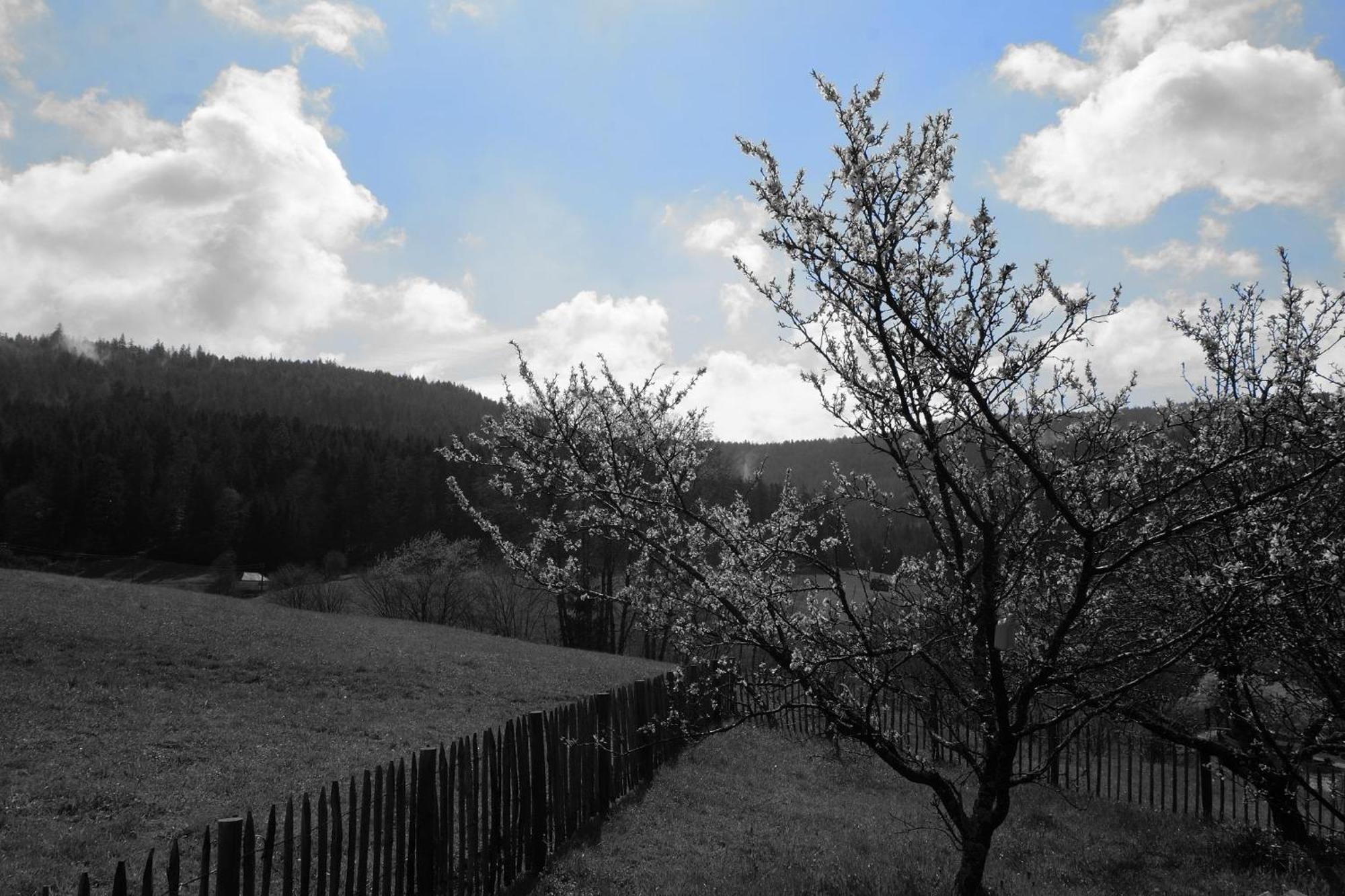 Schwarzwild - Ferienwohnung Und Ferienzimmer Baiersbronn Luaran gambar